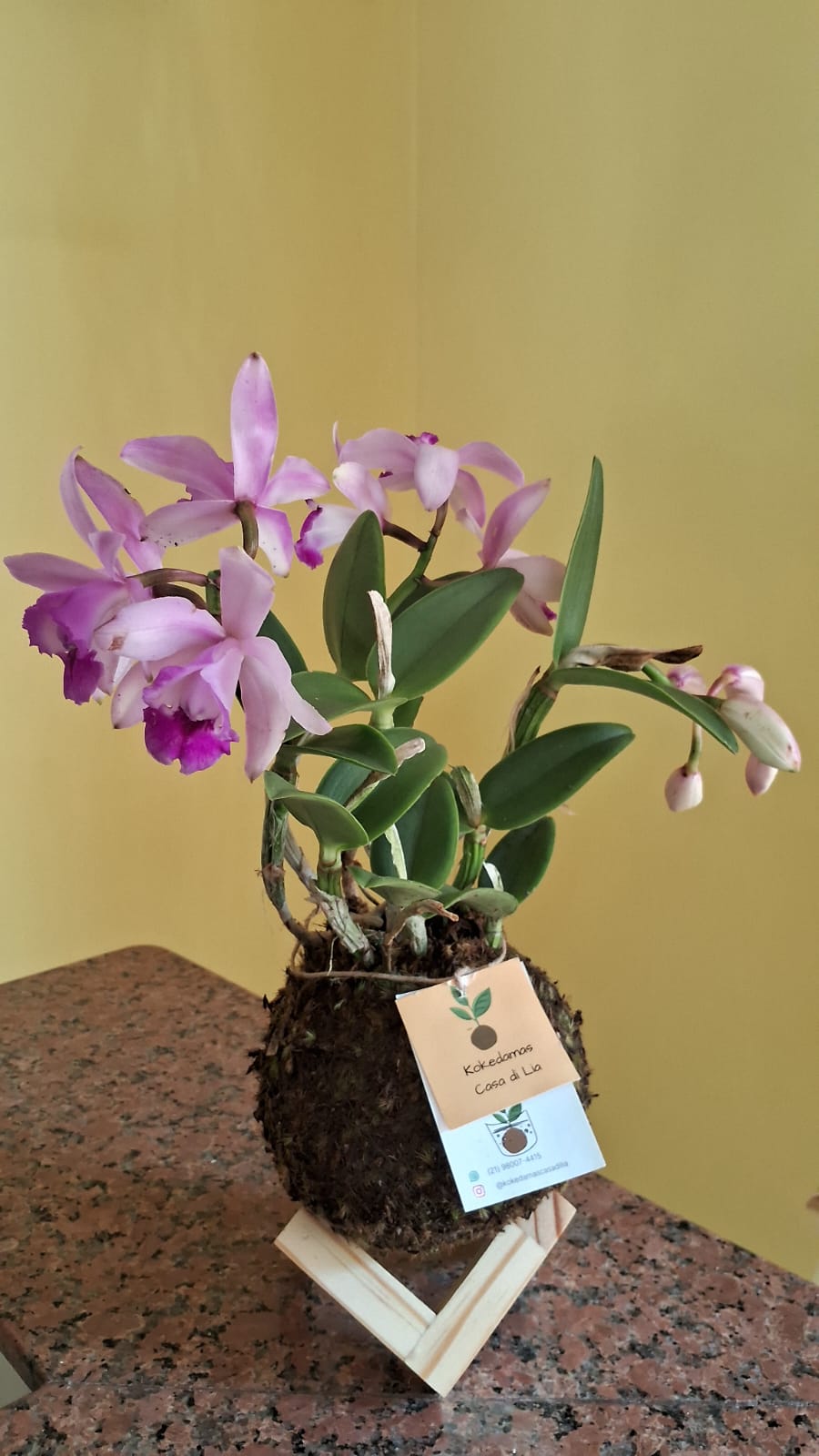 orquídea catleyalilás