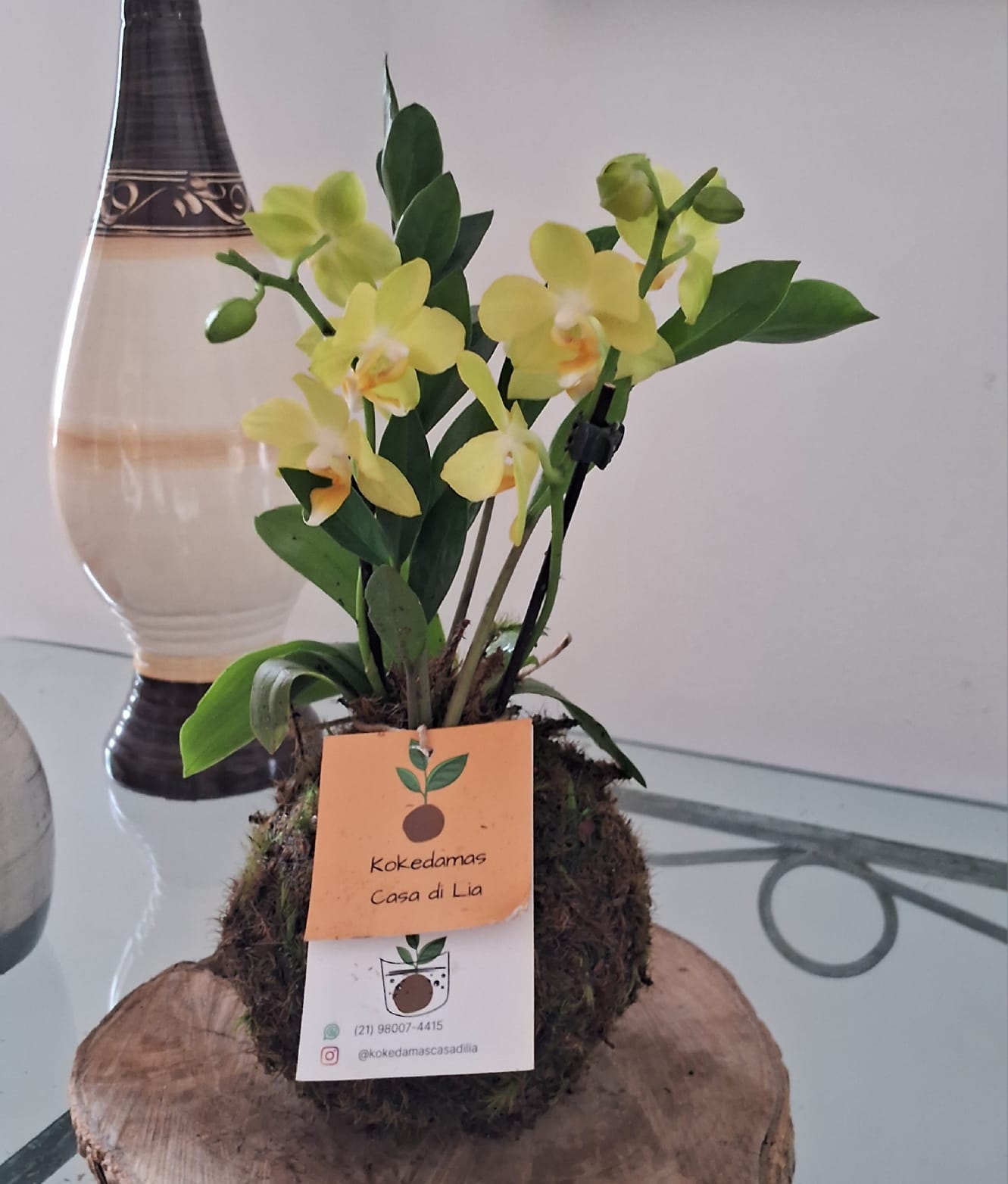 orquidea mini amarela